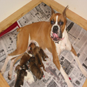 Boxer Puppies Sept. 25th 2008