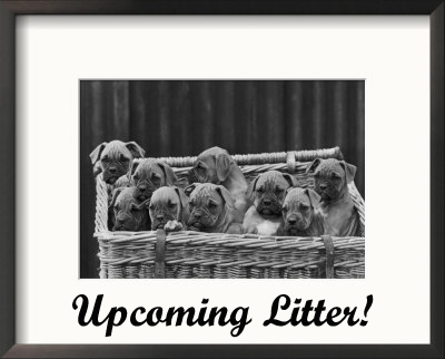 Boxer Puppies Coming Soon!