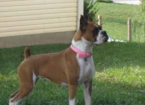 lacey-a